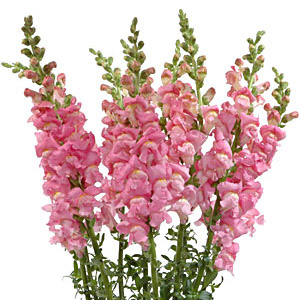 Snapdragons - Pink