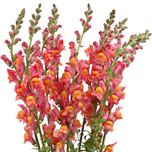 Snapdragons - Orange