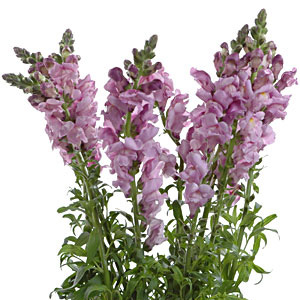 Snapdragons - Lavender