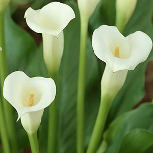 Mini Calla - Off White - Click Image to Close