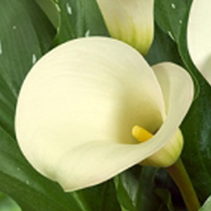 Mini Calla - Ivory - Click Image to Close