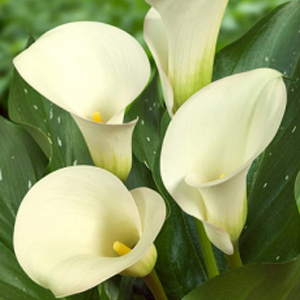 Mini Calla - Ivory