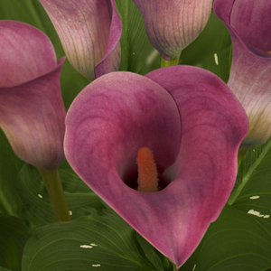 Mini Calla - Pink - Click Image to Close