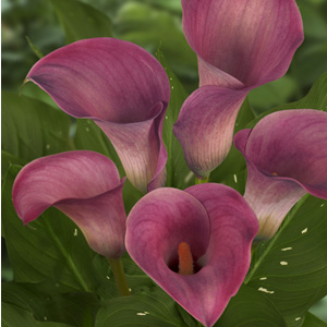 Mini Calla - Pink