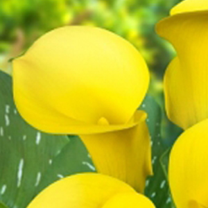 Mini Calla - Yellow