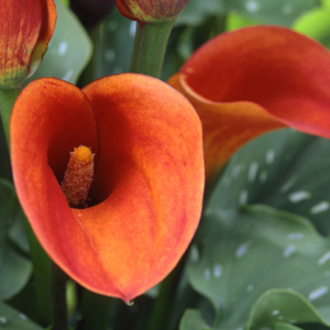 Mini Calla - Mango - Click Image to Close