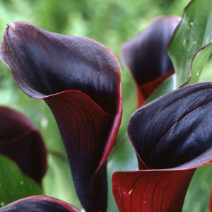 Mini Calla - Black