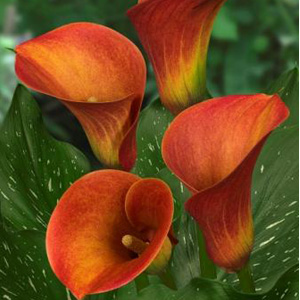 Mini Calla - Red - Click Image to Close