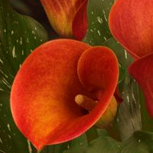 Mini Calla - Red - Click Image to Close