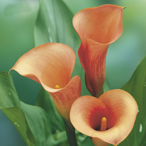 Mini Calla - Peach