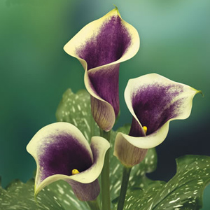 Mini Calla - Bicolor Purple/White