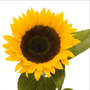 Sunflower - Black Center