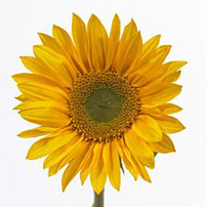 (image for) Sunflower - Green Center