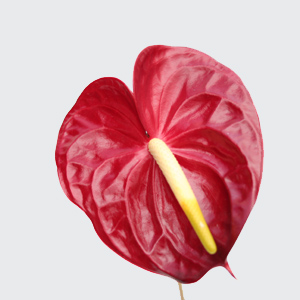 Anthurium - 5 Stems Red Medium