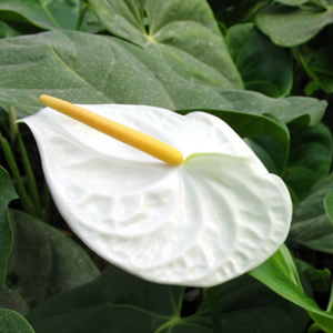 Anthurium - 5 Stems White Medium