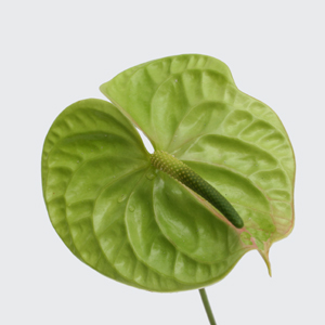 Anthurium - 5 Stems Green Mini