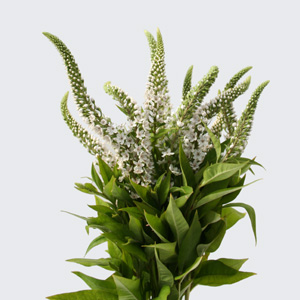 Lysmachia - White