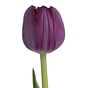 Tulips - Purple