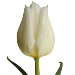 Tulips - White 30 Bunches