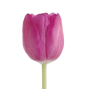 Tulips - Pink 30 Bunches