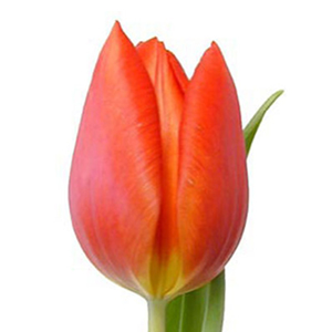 Tulips - Orange 30 Bunches