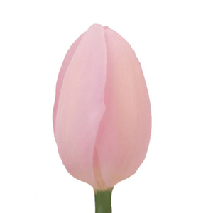 Tulips - Light Pink 30 Bunches