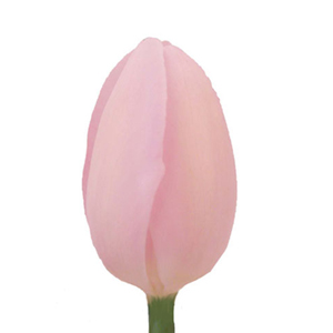 Tulips - Light Pink