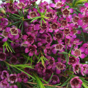 Waxflower - Purple