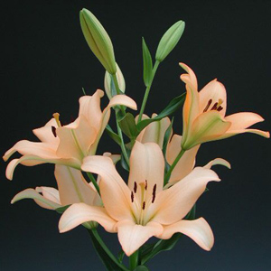 LA Hybrid Lily - Pale Peach