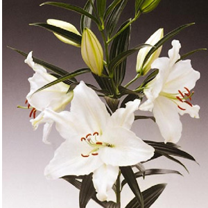 Oriental Lily - Crystal Blanca