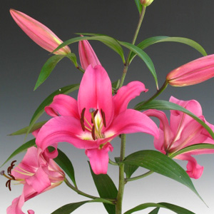 Oriental Lily - Robina