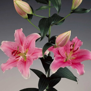 Oriental Lily - Sorbonne