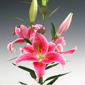 Oriental Lily - Stargazer