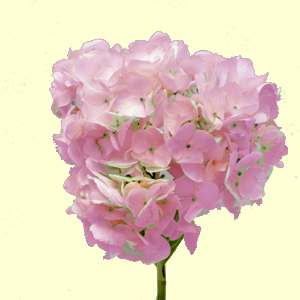 Hydrangea - Light Pink 25 Stems