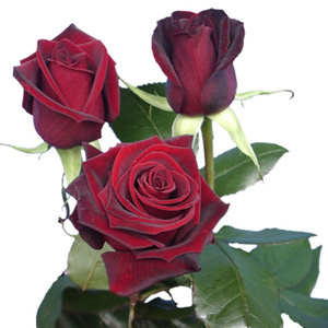 Rose - Black Magic 60cm - Click Image to Close