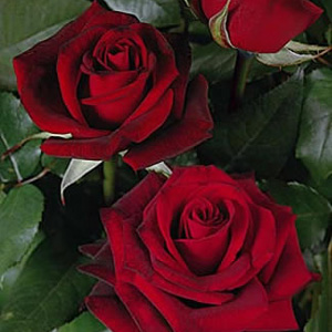 Rose - Black Magic 60cm - Click Image to Close