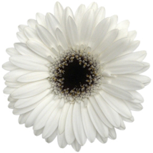 Mini Gerbera - 10 Stems White/Black Center