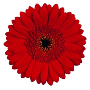 Mini Gerbera - 10 Stems Red/Black Center