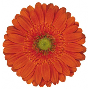 Mini Gerbera - 10 Stems Orange/Green Center