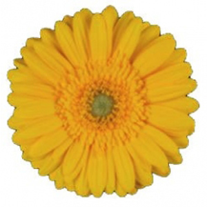 Mini Gerbera - 10 Stems Yellow/Green Center