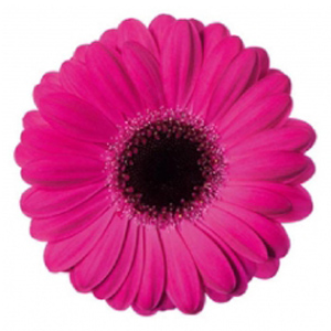 Mini Gerbera - 10 Stems Hot Pink/Black Center