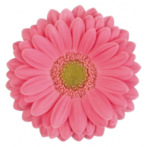 Mini Gerbera - 10 Stems Hot Pink/Black Center