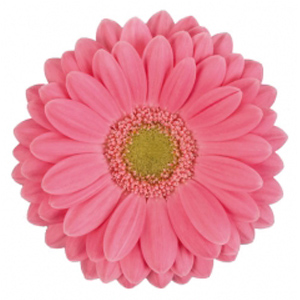 Mini Gerbera - 10 Stems Hot Pink/Black Center