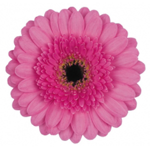 Mini Gerbera - 10 Stems Pink/Green Center