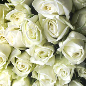 250 White Roses - 40cm