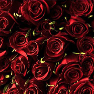 250 Red Roses - 40cm