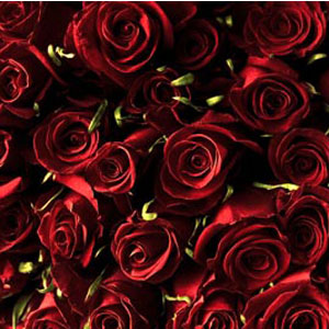 200 Red Roses - 50cm