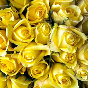 250 Yellow Roses - 40cm