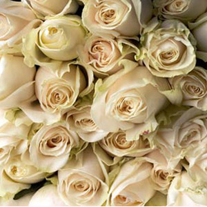 250 Cream Roses - 40cm