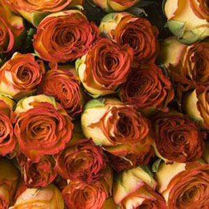 250 Orange Roses - 40cm